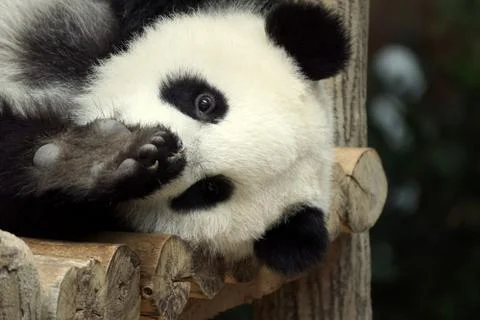Panda Stock Photos