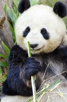 Panda Stock Photos