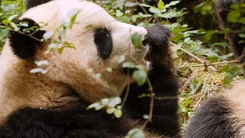Panda picking piece of bamboo. Video stock 109784828