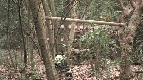 Panda picks a snack Stock Footage 125342378