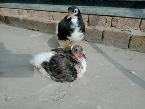 Panda pigeons in sunlight Stock Photos