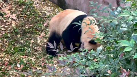 A panda is playing on ground 2 Video stock 267822652