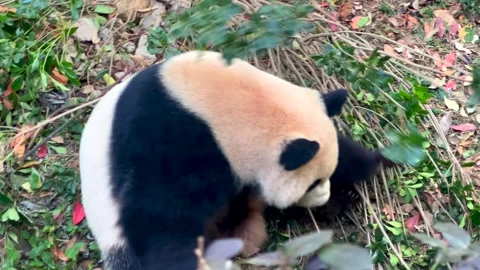 A panda is playing on ground 3 Video stock 267822708