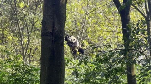 A panda is playing on ground 4 Video stock 267822797
