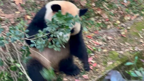 A panda is playing on ground Video stock 267822540