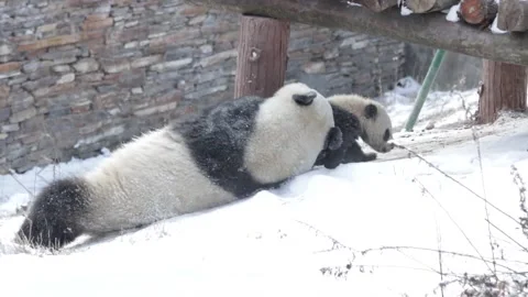 Panda playing in the Snow Stock Footage 144251070