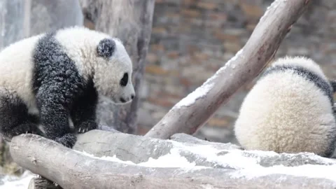 Panda playing in the Snow Stock Footage 144251076