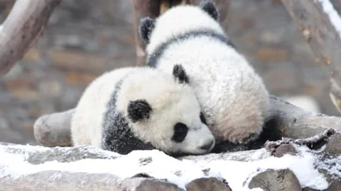 Panda playing in the Snow Stock Footage 144251096