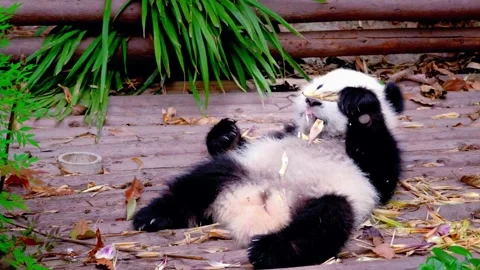 Panda Playing by Water Stock Footage 310855465