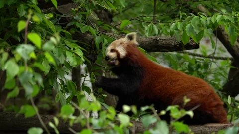 Panda portrait. Beautiful Red panda lying on the tree with green leaves. Ailurus Stock Footage 164021582