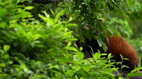 Panda portrait. Beautiful Red panda lying on the tree with green leaves. Ailurus Video stock 164021617