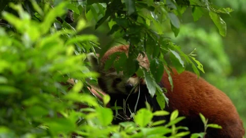 Panda portrait. Beautiful Red panda lying on the tree with green leaves. Ailurus Stock Footage 164022307