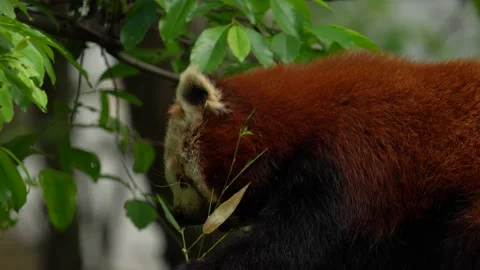 Panda portrait. Beautiful Red panda lying on the tree with green leaves. Ailurus Stock-Footage 164022415