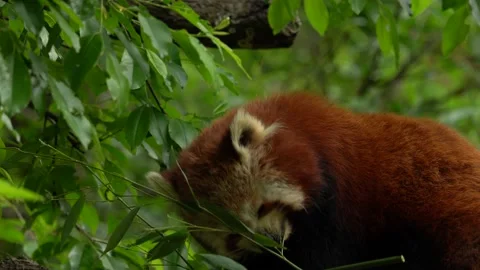 Panda portrait. Beautiful Red panda lying on the tree with green leaves. Ailurus Stockbeeldmateriaal 164022794