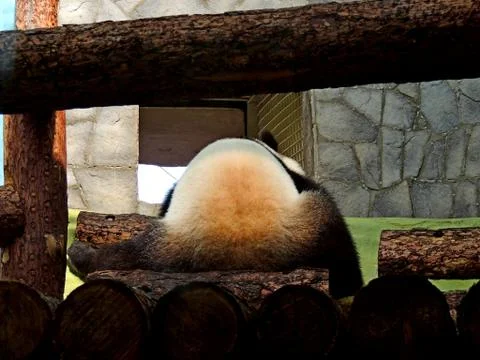 The Panda practically sat on the splits Foto stock