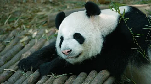 Panda raises his head and looks at the camera. Video 4k Vidéo 59795165