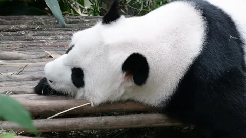 Panda resting on bamboo platform in the afternoon Stock Footage 85735561