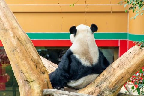 Panda Resting on Branch: Back View, Zoo Enclosure, Daytime. Stock Photos