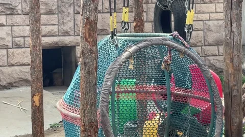 Panda Resting In Cave Entrance Inside Enclosure At Beijing Zoo Stock Footage 311573241