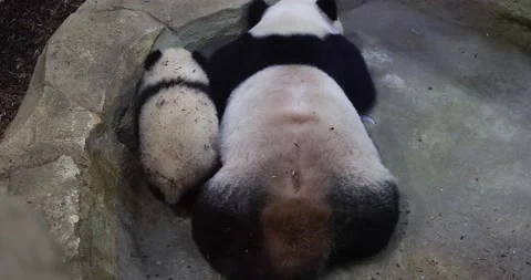 A panda is resting in the forest Video stock 169488297