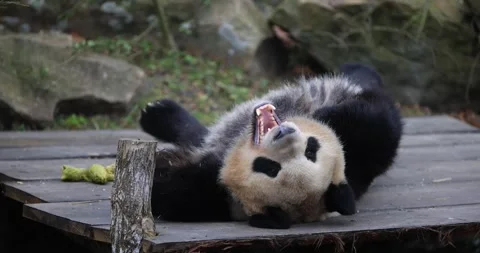 A panda is resting in the forest Stock Footage 169489475