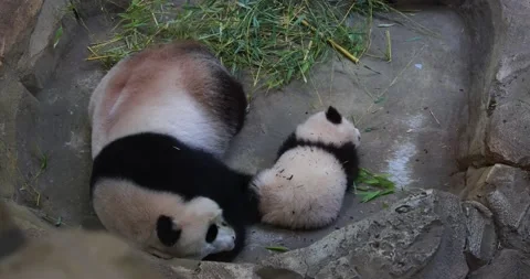 A panda is resting in the forest Stock Footage 169489553