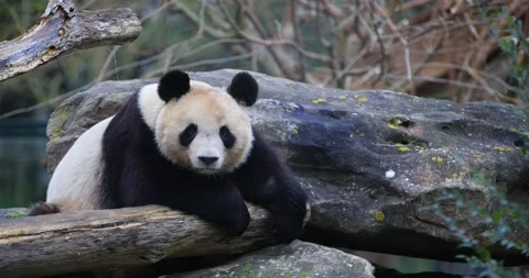 A panda is resting in the forest Stock Footage 169489630