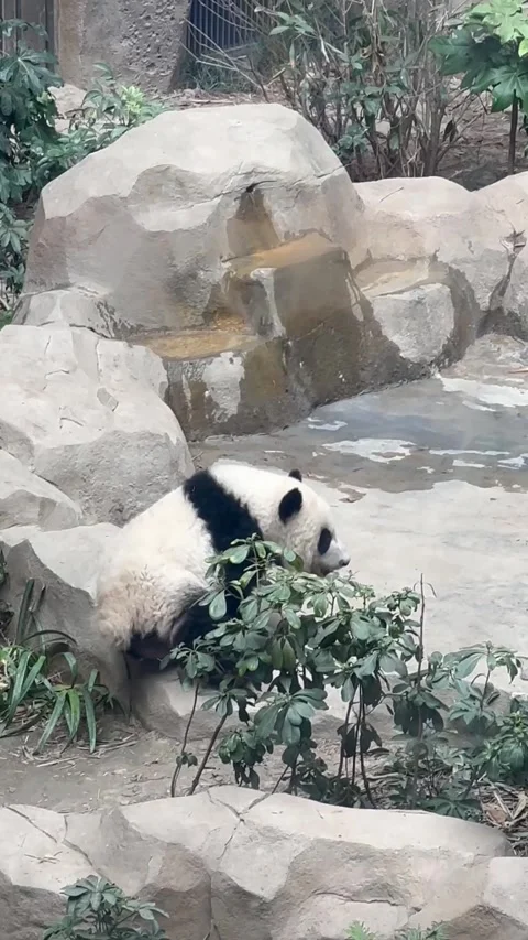 A panda resting on a rock Stock Footage 319697787