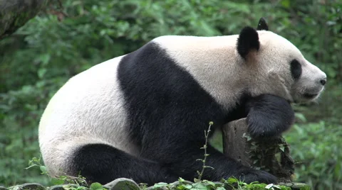 Panda resting on a tree trunk and yawning Vidéo 65757802