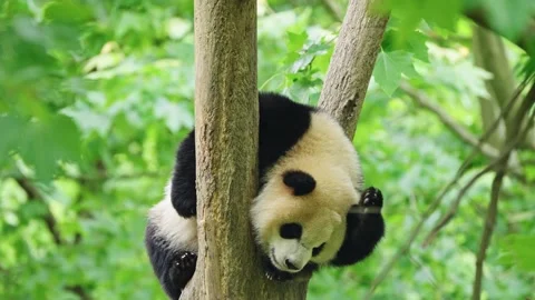 Panda Rolling Around Happily and Playing Alone 4K Video stock 334995419