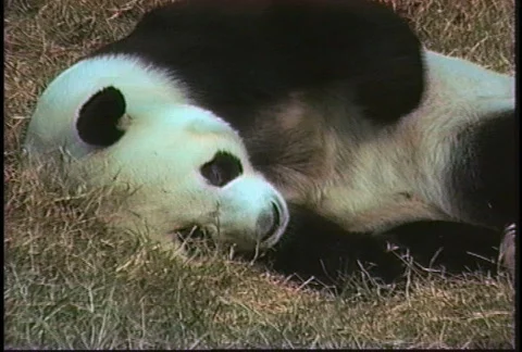 Panda rolls over Stock Footage 274305