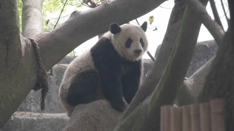 Panda rubbing the ass Stock Footage 130833214