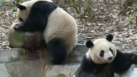 Panda runaway from the pool Stock Footage 152527774