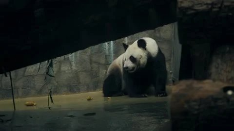 Panda of sadness in the zoo cage 動画素材 221436076