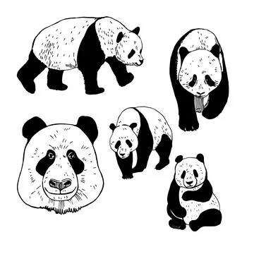 Panda set. Vector   illustration. Stock Illustration