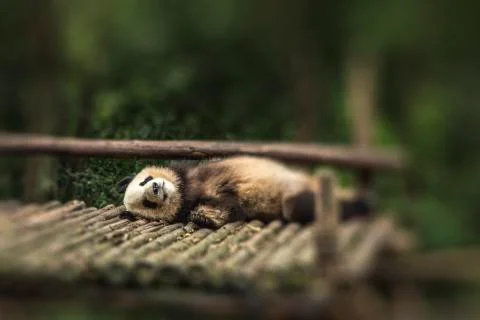 Panda sits in the forest Stock Photos
