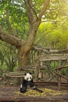 Panda sits in the forest Stock Photos