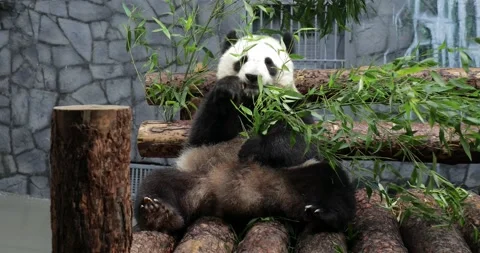 Panda sits on a tree and eats bamboo at the zoo in sunny weather Stock Footage 152145948