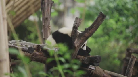 Panda sitting on a tree Stock Footage 241546089