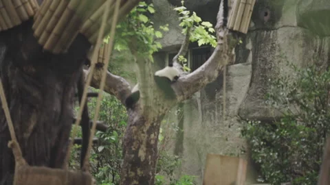 Panda sleeping on the tree Stock Footage 241546055