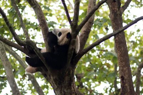 Panda sleeps on a tree Stock Photos