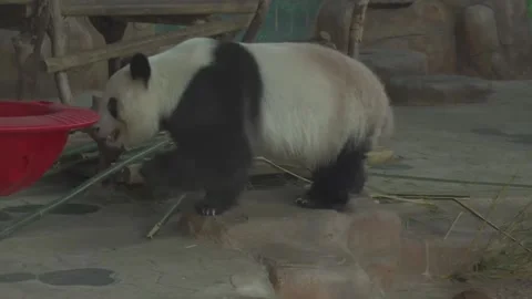 Panda Spins in Bowl-Pattern Toy in Chinese Zoo in Nanning, China Video stock 254272176