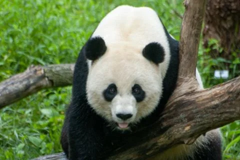 A panda is staring at you Stock Photos