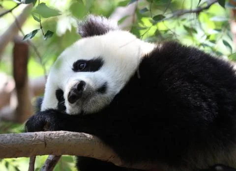 Panda, thoughtful, sad Stock Photos