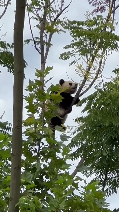 A panda on the top of a tree Stock Footage 319697747