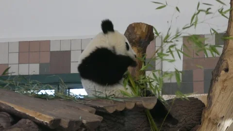 Panda on tree eating bamboo Stock Footage 94128955