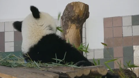Panda on tree eating Stock Footage 94128963