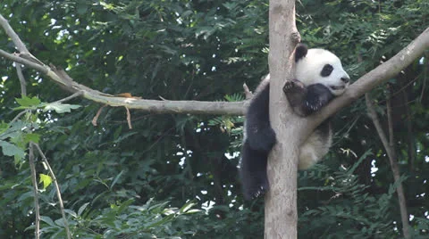 The panda on the tree Stock Footage 24773330