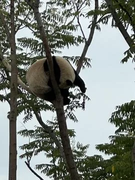 Panda on a tree - September 17th, 2025 - Chengdu, China Stock Photos