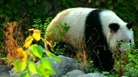 Panda walking around in Beijing Zoo, medium and wide shot, China Stockbeeldmateriaal 10888904